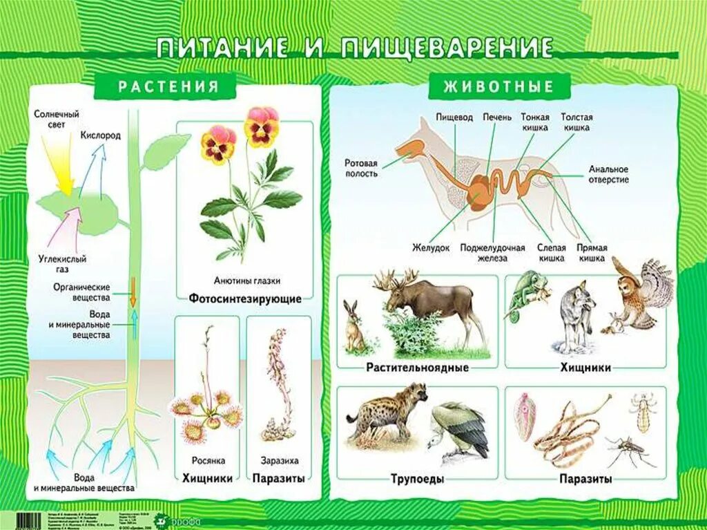 Питание и пищеварение. Питание и пищеварение 6 класс биология. Питание растений и живот. Питание и пищеварение растений и животных. Материал на урок биологии