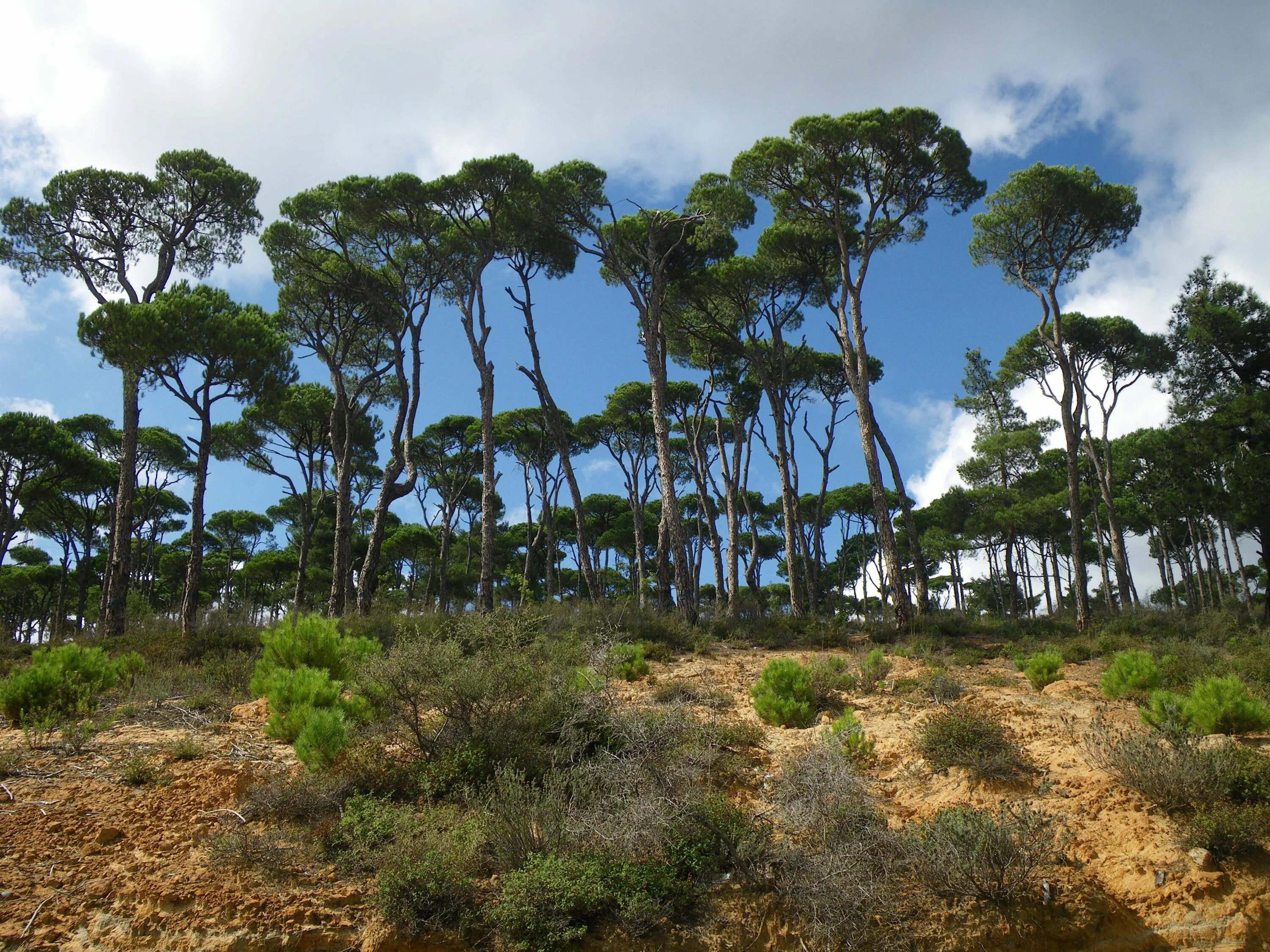 Жестколистные вечнозеленые леса Австралии. Субтропические вечнозеленые леса Средиземноморья. Средиземноморские вечнозеленые жестколистные леса.