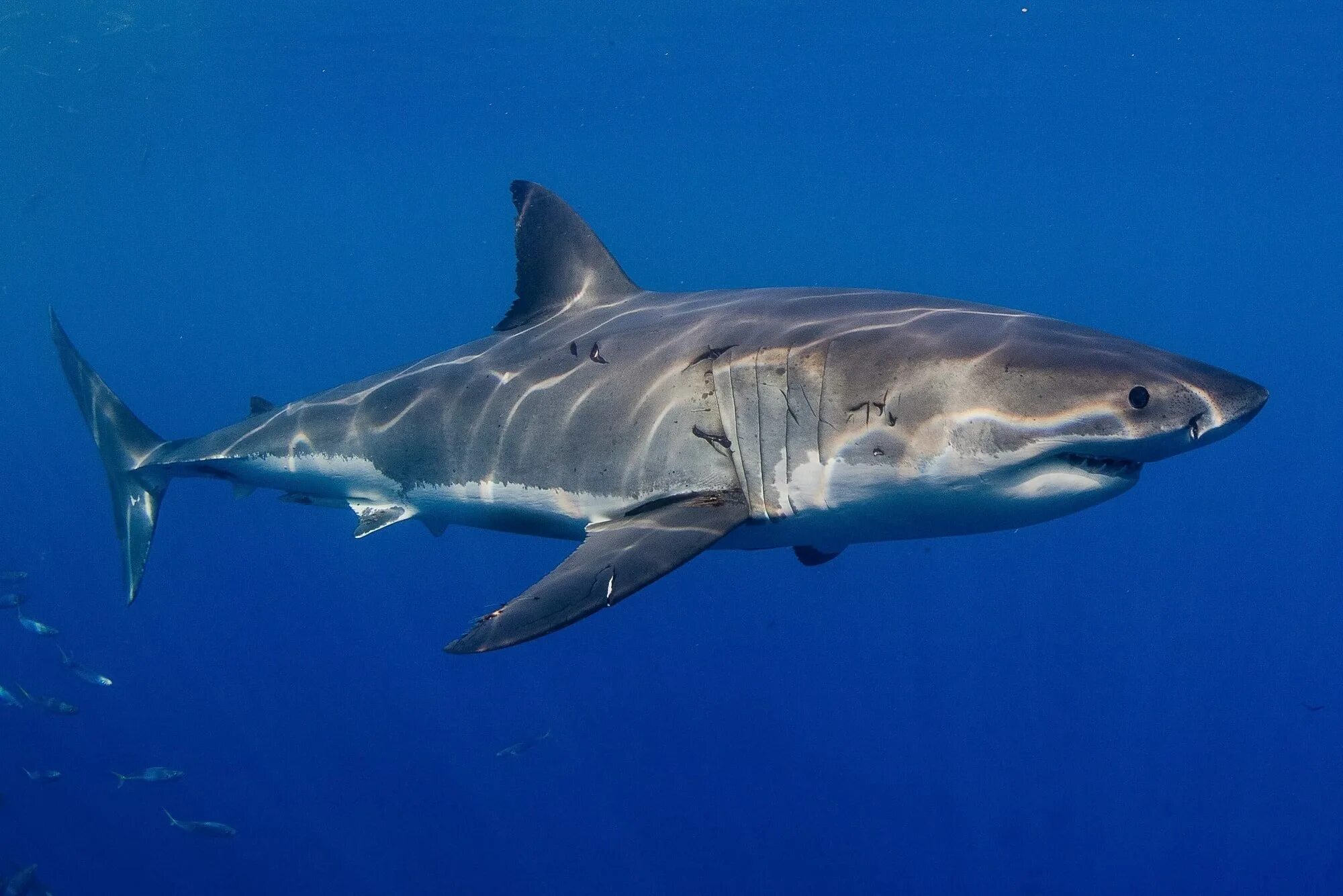 Fr k s. Большая белая акула (Carcharodon carcharias). Мадагаскарская острозубая акула. Гангская акула. Carcharias acutissima.