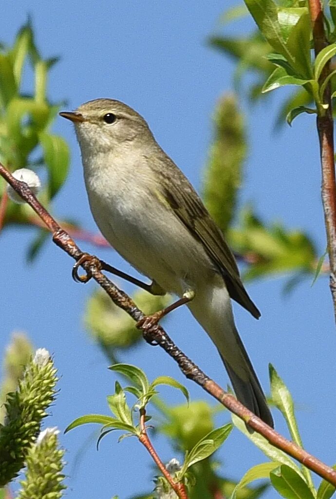 Пеночка-весничка. Птичка пеночка весничка. Phylloscopus trochilus. Пичуга пеночка. Весничка это