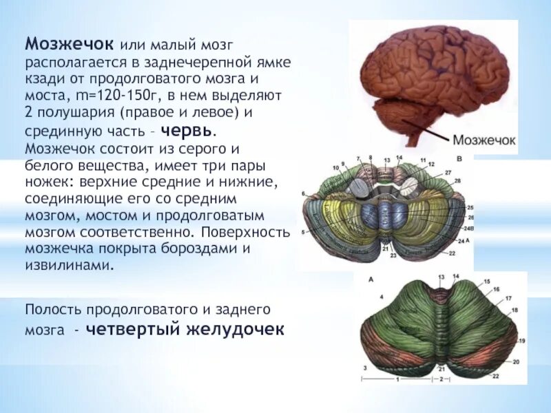 Плохо развит мозжечок. Строение мозжечка человека. Мозг строение мозжечка анатомия. Части мозжечка 3. Строение мозжечка в головном мозге.