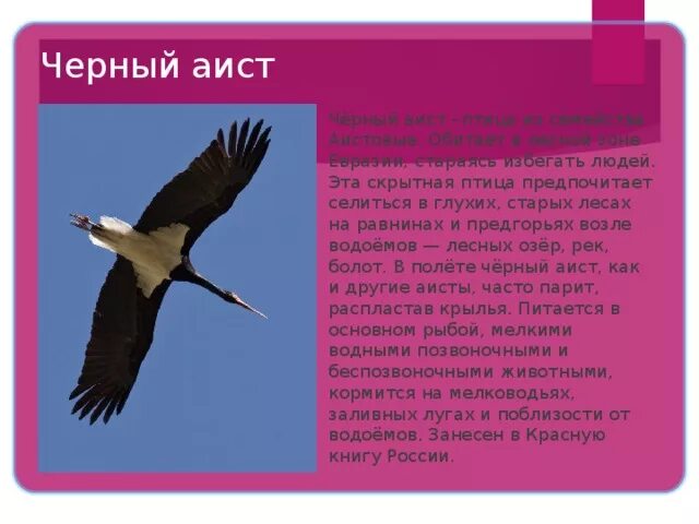 Черный аист интересные факты. Черный аист интересные факты. Черный аист презентация. Зона обитания черный аист. Текст черный аист основная мысль.
