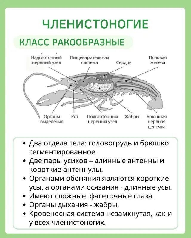 к типу членистоногие относятся классы. членистоногие представители примеры. простейшие членистоногие. позвоночные животные. многоклеточных животных.