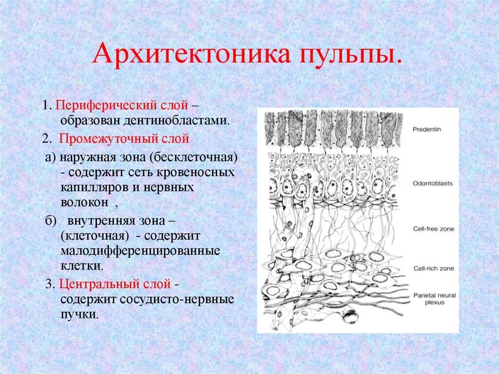 Особенность строения пульпы какую функцию она выполняет. Строение пульпы гистология. клеточный состав пульпы зуба. клеточное строение пульпы зуба. строение пульпы зуба гистология.
