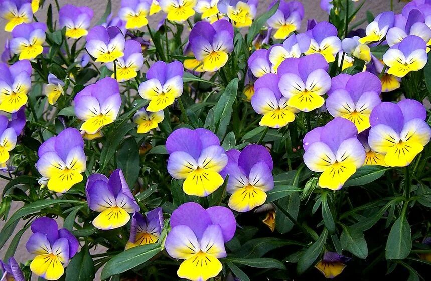 Фиалка трехцветная. Цветки фиалки трехцветной. Фиалка трехцветная viola tricolor. Цветки фиалки трехцветной. Анютины глазки, виола трехцветная.