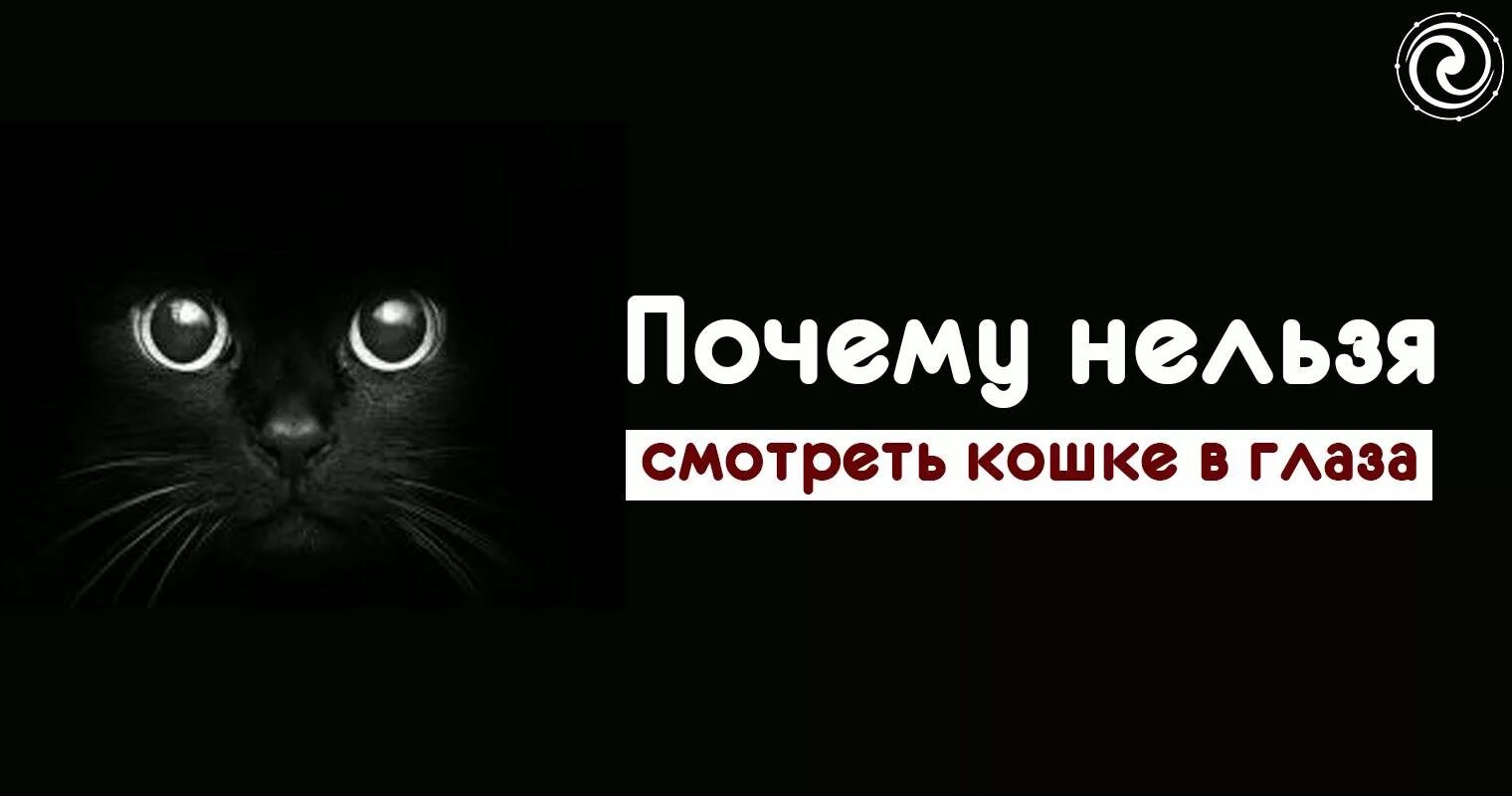 Почему нельзя кошкам глядеть в глаза.