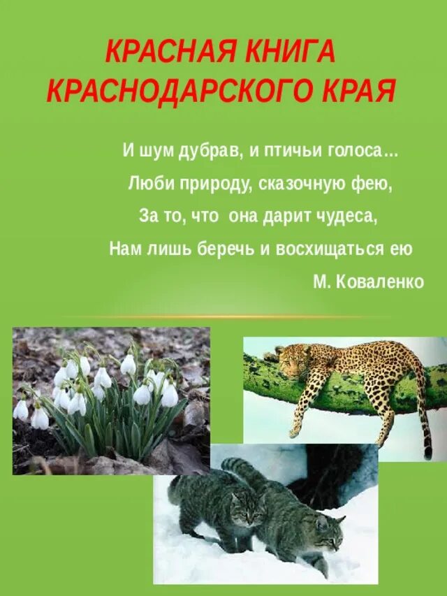 Животные красной книги краснодарского края. Животное занесенное в красную книгу Краснодарского края. Красная книга зверей и растений Краснодарского края. Редкие животные Краснодарского края занесенные в красную. Книгу Краснодарского края животные красная книга.