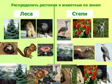 Какие растения обитают в зоне лесов