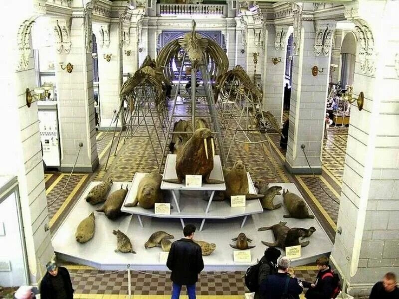 зоологический музей санкт-петербург скелет кита. куда сходить в петербурге музеи. зимний дворец петра i санкт-петербург. зоологический музей музей питер. музей арктики спб.