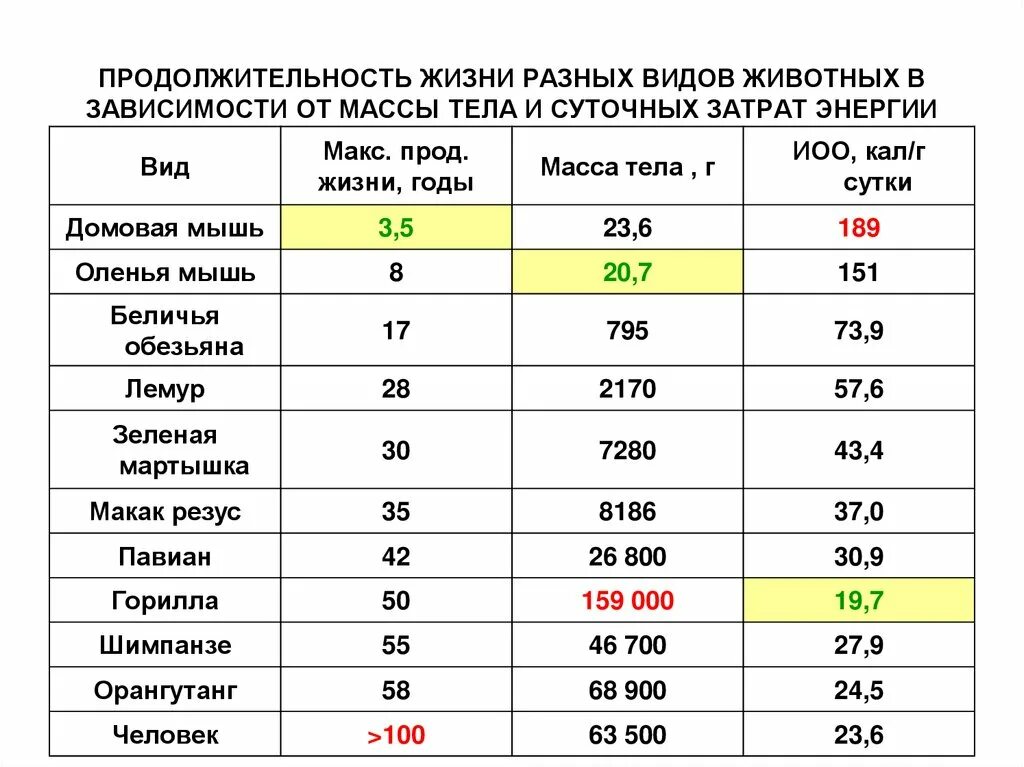 Таблица Продолжительность жизни животного. Срок жизни животных таблица 1. Продолжительностьдизни животных. Продолжительностьжизнирпзных животных. Сколько жило в харькове