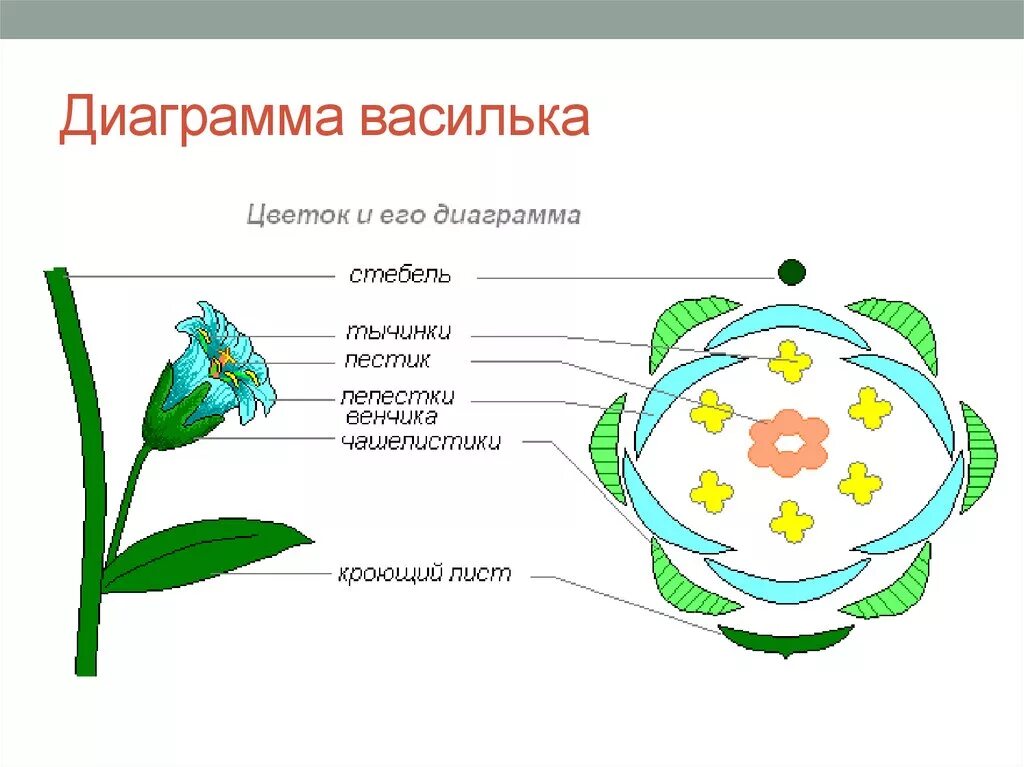 Диаграмма цветковых. Диаграмма цветковых