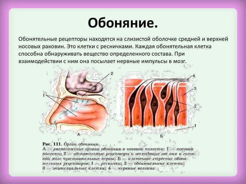 Рецептор обонятельного анализатора название. Где в организме человека расположены обонятельные рецепторы. Орган обоняния анатомия строение. Рецепторы обонятельного анализатора расположены.