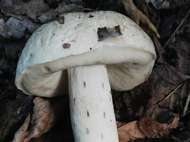 белый лат. подосиновик альбинос. Lactarius aurantiacoochraceus. навозник белый (копринус). гриб черная ножка с белой мякотью.