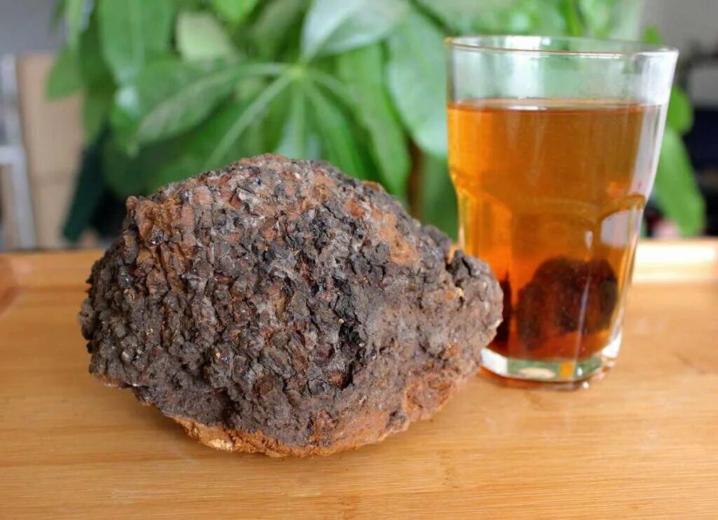 Как использовать чагу