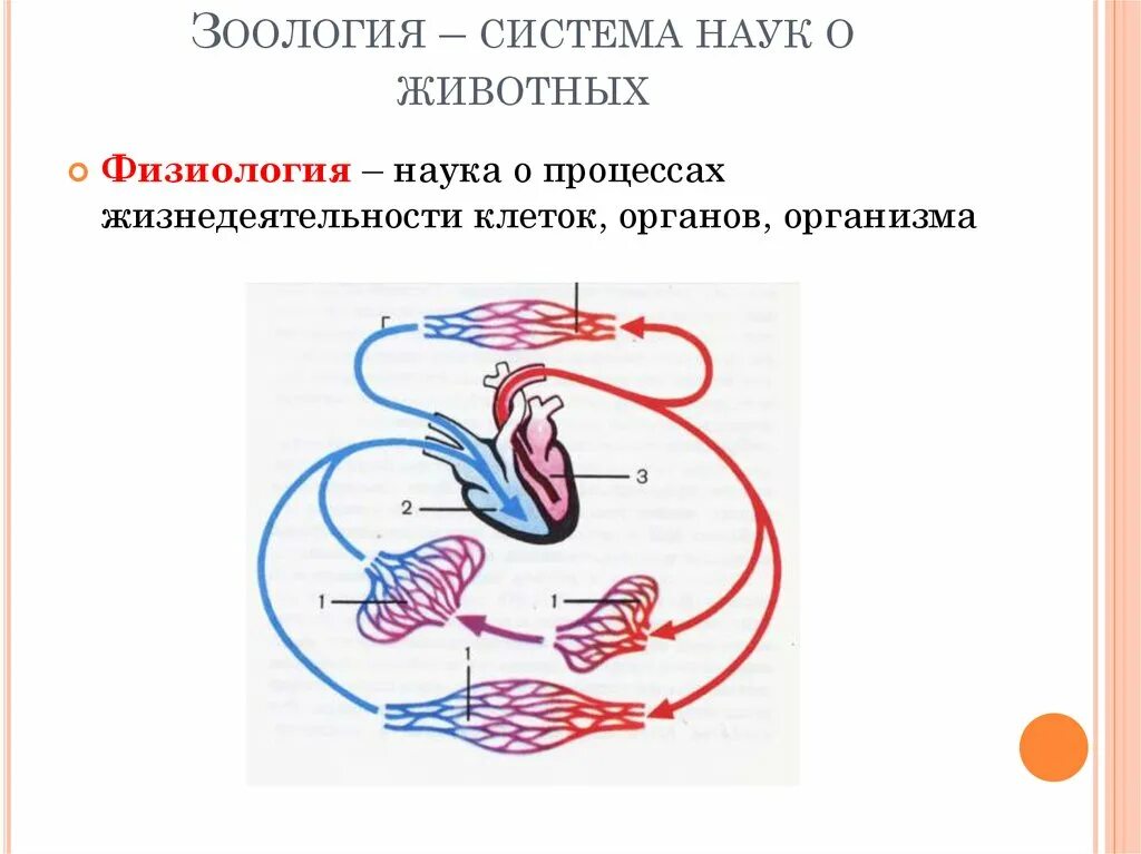 Зоология система наук. Физиология животного. Физиология животных изучает. Физиология наука животные.