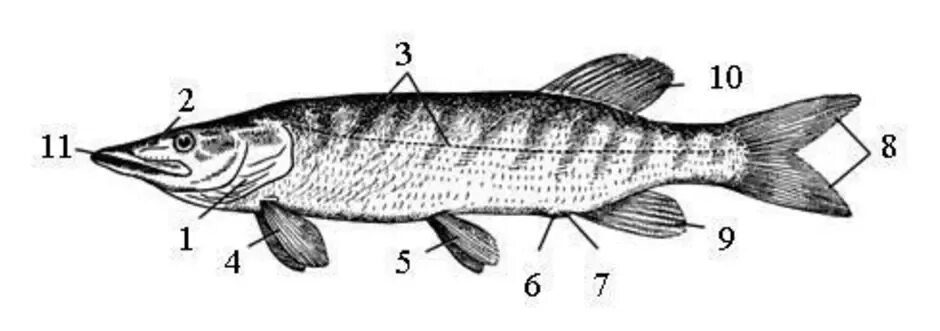 Строение рыбы щука биология. Внешнее строение щуки. Внешнее строение рыбы щука. Схема строения щуки.
