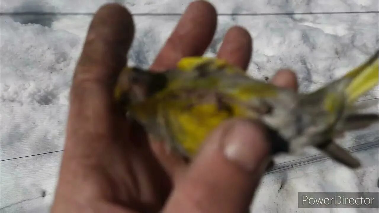 Ловля певчие видео
