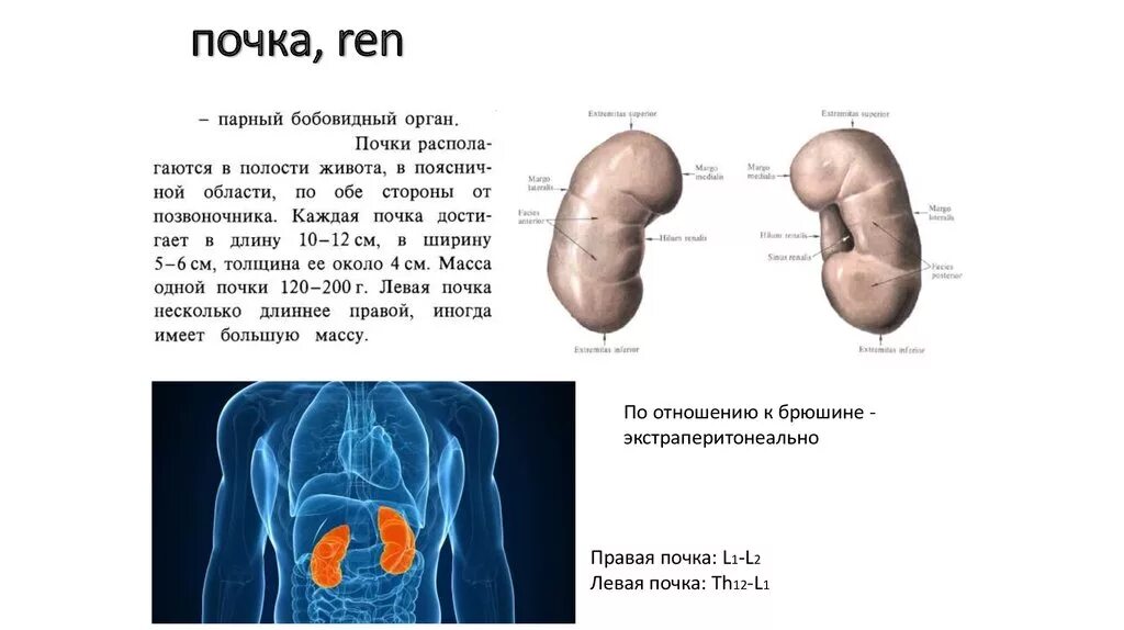 Отличие правой почки от левой анатомия. Правая и левая почки расположены. Правая почка. Правая почка меньше левой