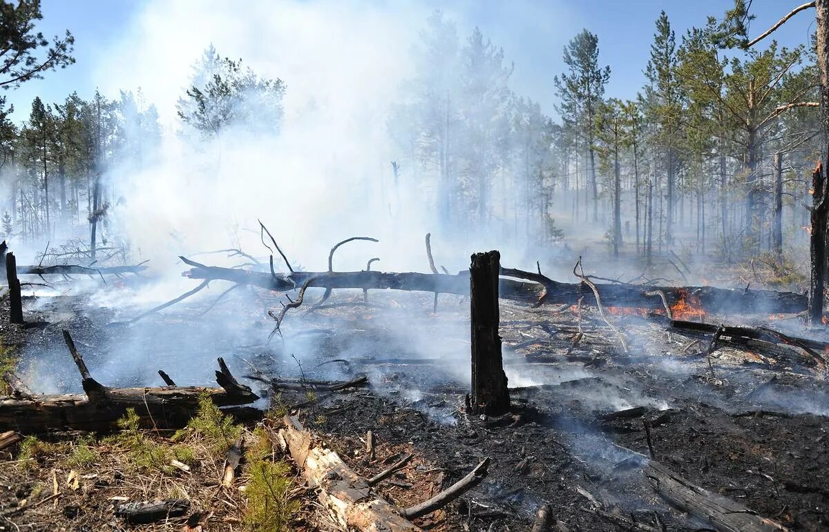 Сибирский лес после пожара. Деревья после пожара. После лесного пожара. Сгоревший лес. Почему после пожаров