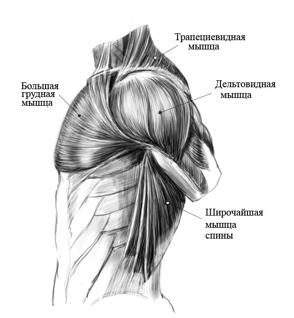 Дельтовидная мышца плечевого пояса. Дельтовидная мышца плеча анатомия. Дельтовидная мышца плеча схема. Пластическая анатомия дельтовидная мышца.
