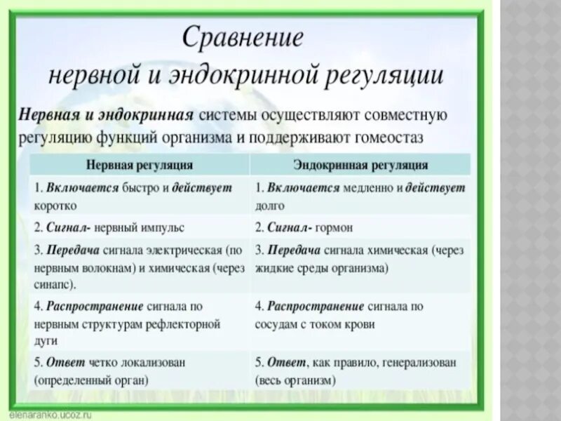 Сравнение нервной и гуморальной. Сравнение нервной и эндокринной системы таблица. Сравнение нервной и эндокринной регуляции. Сравнительная характеристика нервной и эндокринной регуляции. Нервная и эндокринная система таблица.