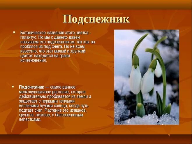 Почему подснежник занесен в красную книгу. Подснежник узколистный красная книга. Почему подснежник занесен в красную книгу. Подснежник занесен в красную книгу. Почему подснежник занесен в красную книгу.