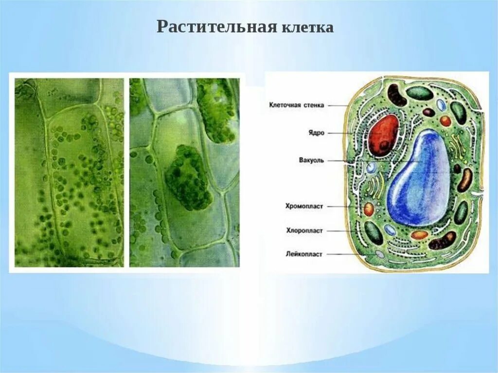 Строение клетки растения. Клетка растения 5 класс биология. Клетка растения 6 класс биология. Строение растительной клетки под микроскопом 5 класс.