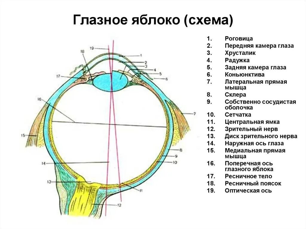 Функции элементов глаза. Схема продольного разреза глазного яблока. Строение оболочек глазного яблока. Схема глазного яблока (в сагиттальном сечении). Горизонтальный разрез глазного яблока анатомия.