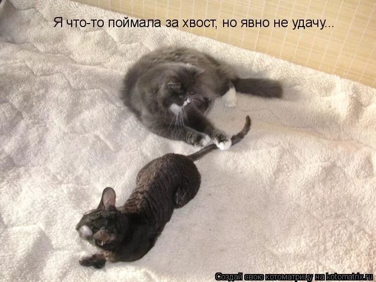 Ничего на свете лучше нету своего. Схватить удачу за хвост. поймай удачу за хвост. ничего на свете лучше нету чем. ловить удачу за хвост.