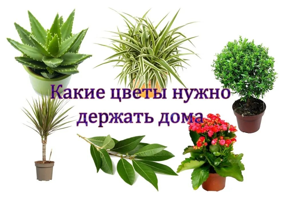 Какое растение можно купить. Полезные комнатные растения. Домашние полезные цветы комнатные растения. Комнатные растения приносящие в дом. Самые полезные комнатные растения.