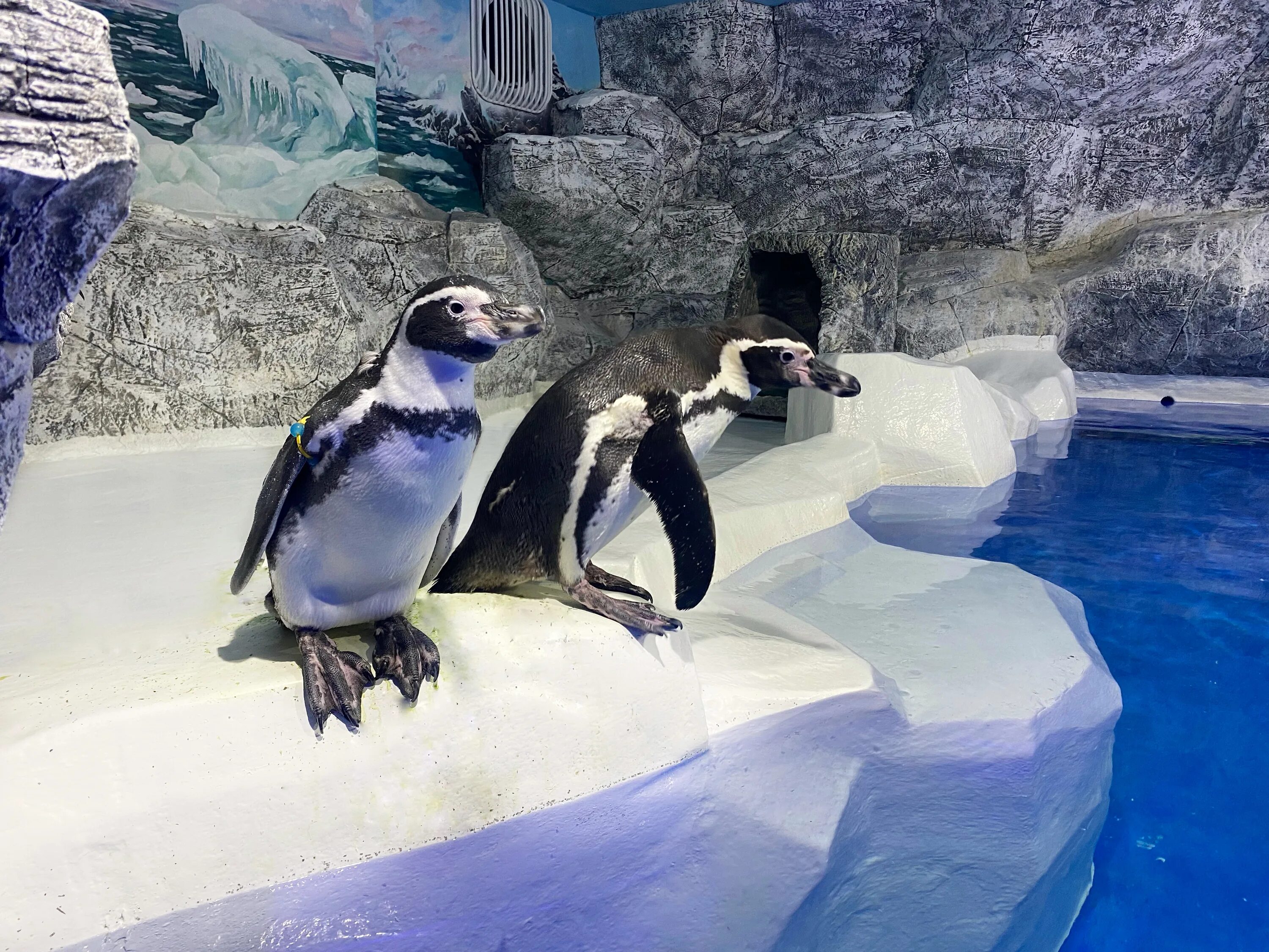 парк ривьера сочи дельфинарий. дельфинарий в парке ривьера в сочи. в сочи дельфинарий 2024. джубга пингвинарий. дельфинарий морская звезда лазаревское.