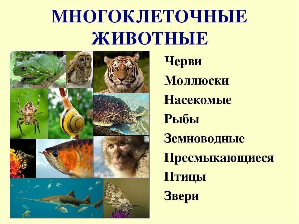 Многоклеточные животные. Много клетотчные животные. Многоклеточные животные примеры. Представители многоклеточных животных.