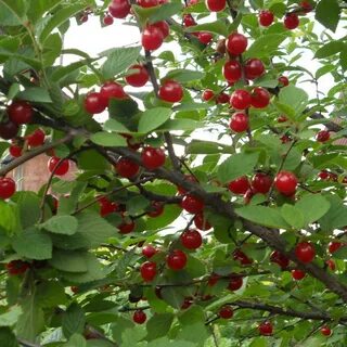 Лучшие сорта вишни для урала