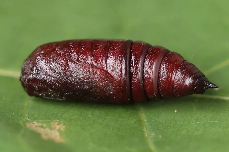 File:Sphinx ligustri pupating3.jpg - Wikipedia