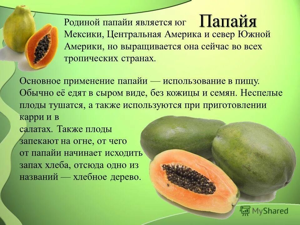 Папайя польза для человека. Папайя фрукт полезные. Папайя полезные свойства. Папайя польза для человека. Папаин растительный протеолитический фермент.