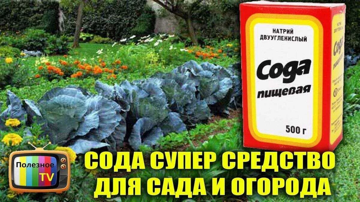 Сад огород применение соды. Сад огород применение соды. Сад огород применение соды. Сода пищевая для огорода. Кальцинированная сода для растений в саду и огороде.