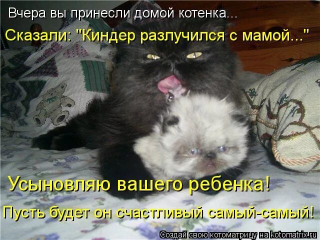 кот принес мышь. ребенок принес кота домой. кот несет еду. принесли кота домой. теперь у меня два кота.