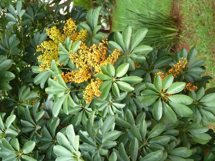 шеффлера древесная. шеффлера цветет. шеффлера arboricola. шеффлера цветет. Schefflera arboricola цветок.