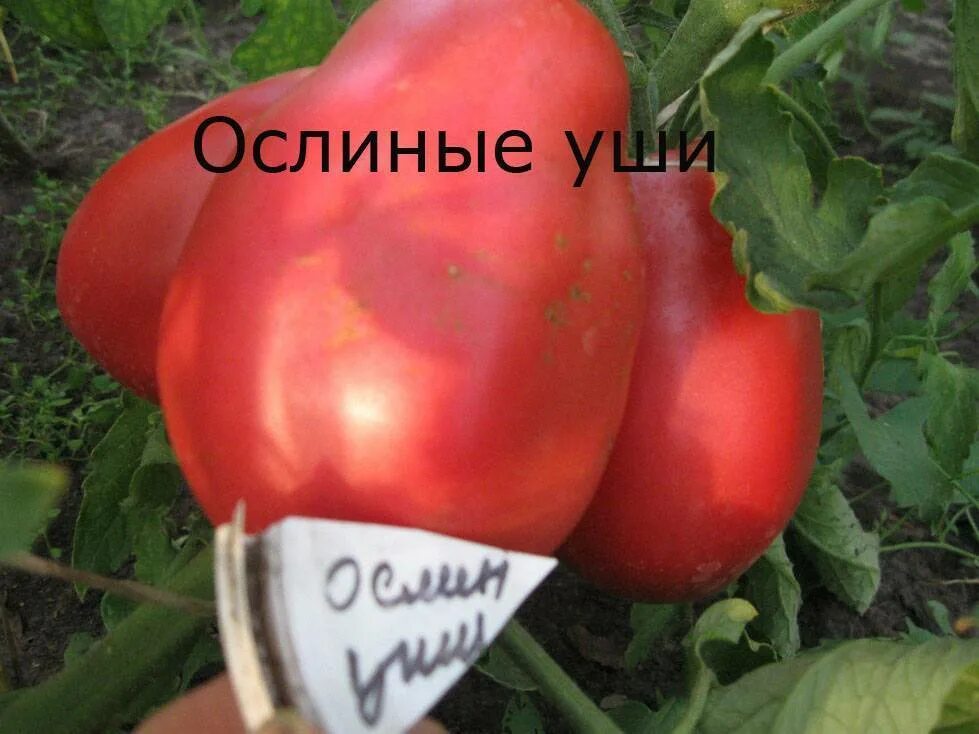 Ослиные уши томат описание фото отзывы. Сорт томата ослиные уши. сорт помидор ослиные уши. томат ослиные уши характеристика. томат ослиные уши золотые.