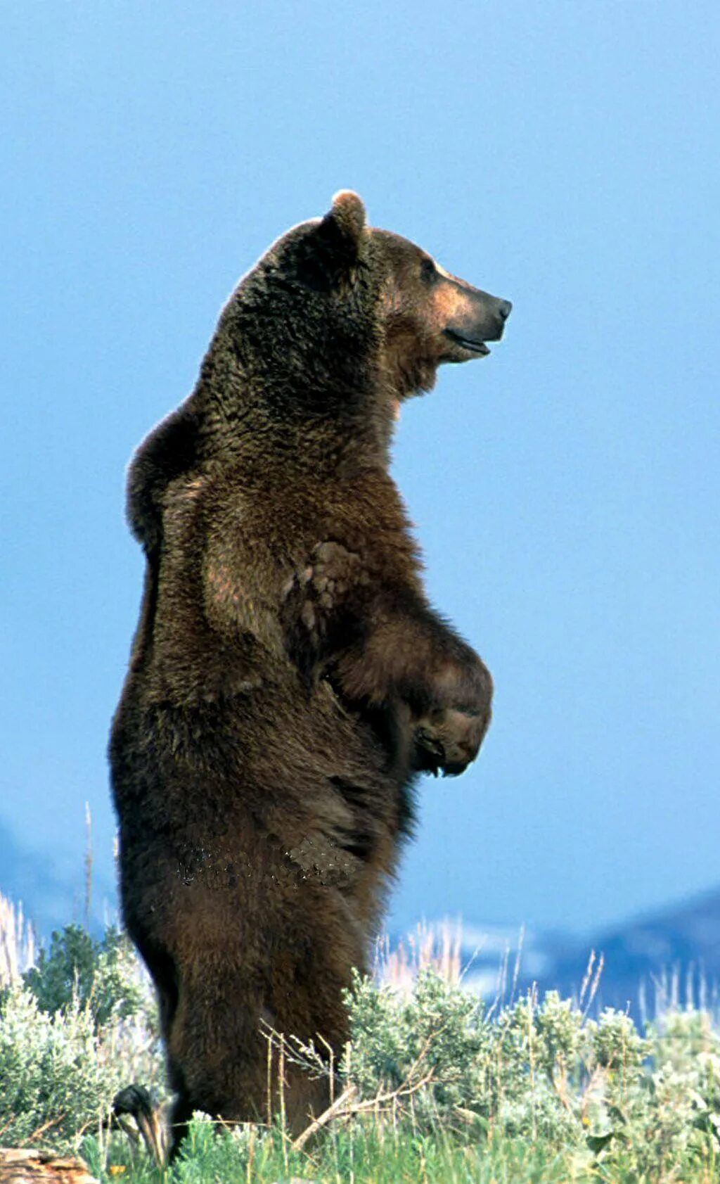 Медведь в полный рост. Северная Америка медведь Гризли. Гризли североамериканский бурый медведь. Кавказский бурый медведь. Тибетский бурый медведь.