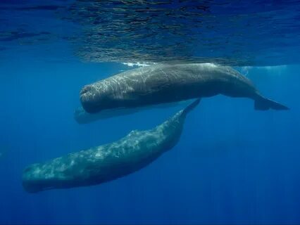 Partner whale