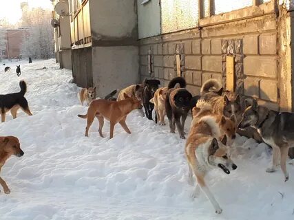 Стая бродячих собак