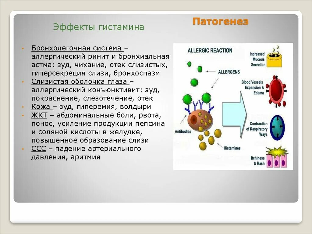 Гистамин в крови. Эффекты гистамина. Гистамин в аллергических реакциях. Выделение гистамина. Роль гистамина в развитии аллергических реакций.