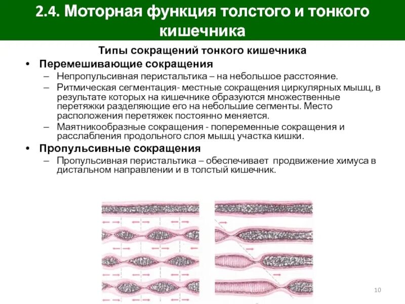 Ритмическая сегментация тонкой кишки. Моторная функция тонкого кишечника. Моторика тонкого кишечника. Виды кишечных сокращений.