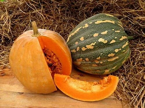 Тыква мускатная чудо юдо. Тыква сорта марисоль. Тыква мраморная биотехника. Тыква мускаде агро. Тыква чудо юдо.