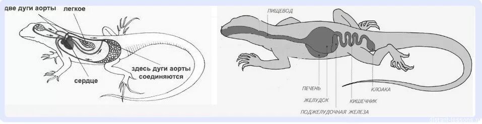 У пресмыкающихся оплодотворение ответы. Внутреннее оплодотворение у пресмыкающихся. Оплодотворение у рептилий. Хордовые пресмыкающиеся. Клоака у пресмыкающихся.