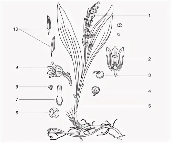 Строение растения рисунок с подписями