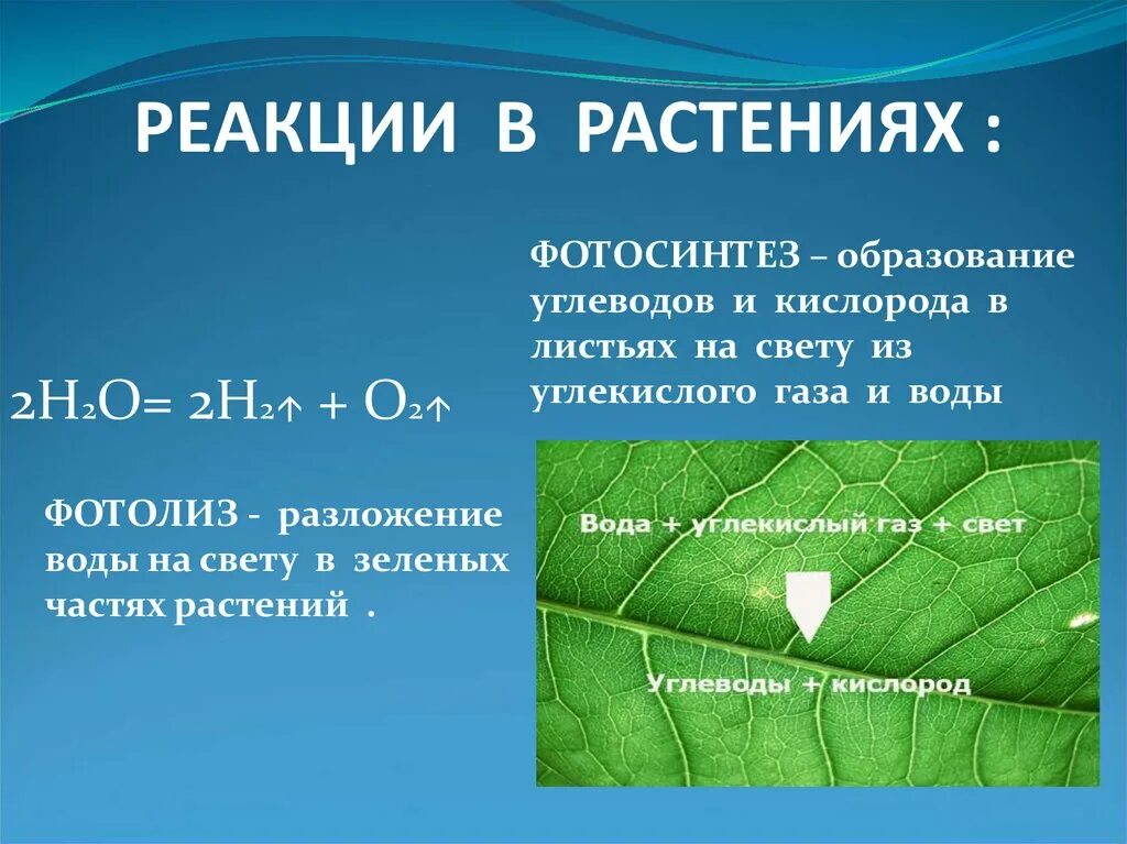 Углекислый газ вода углевод кислород. Фотосинтез. Реакции растений. Фотолиз воды. Разложение воды при фотосинтезе.