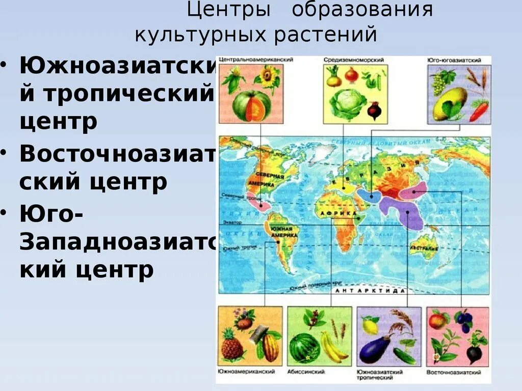 Юго западноазиатский центр происхождения культурных. Южноазиатский тропический центр растения на карте. Переднеазиатский центр происхождения культурных растений. Южноазиатский центр культурные растения. Южно азиатский центр происхождения культурных растений.