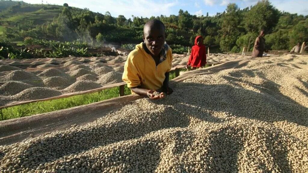 Burundi кофе. Сбор кофейных ягод. Кофе бурунди. Кофе бурунди. Burundi ngoma coffee.